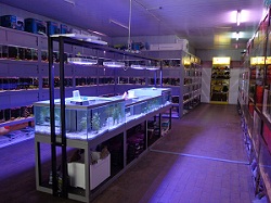 Les bacs du magasin l'Aquarium